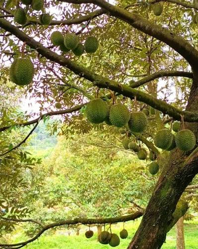 Seasonal Durian