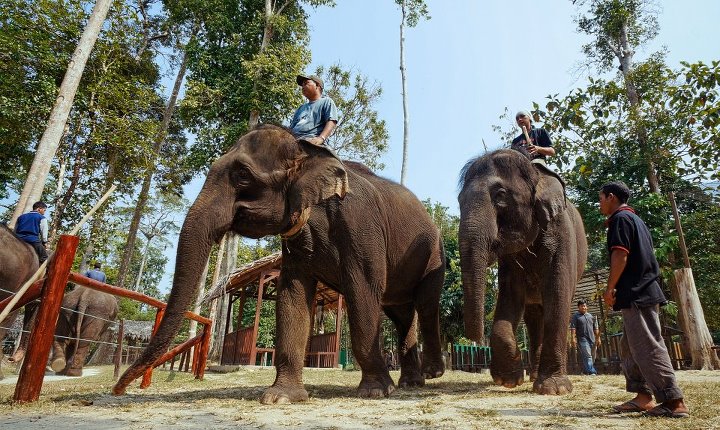 Kuala Gandah Elephant Centre