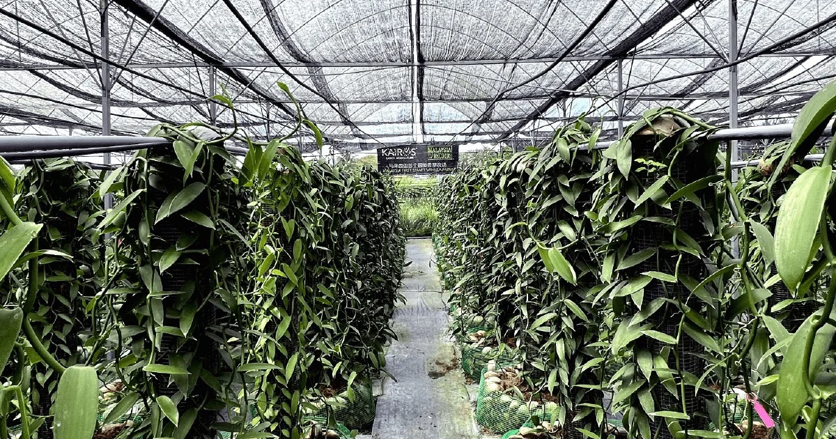 Vanilla Farm